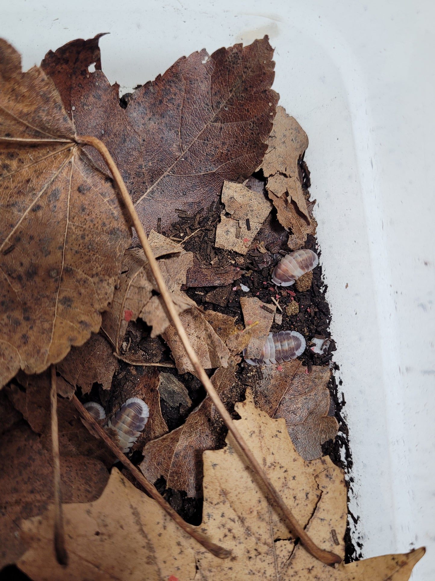 Maple Leaf Litter (1 Gal.)
