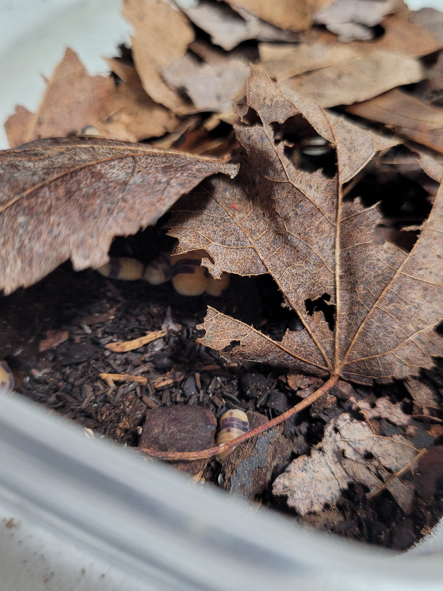 Maple Leaf Litter (1 Gal.)