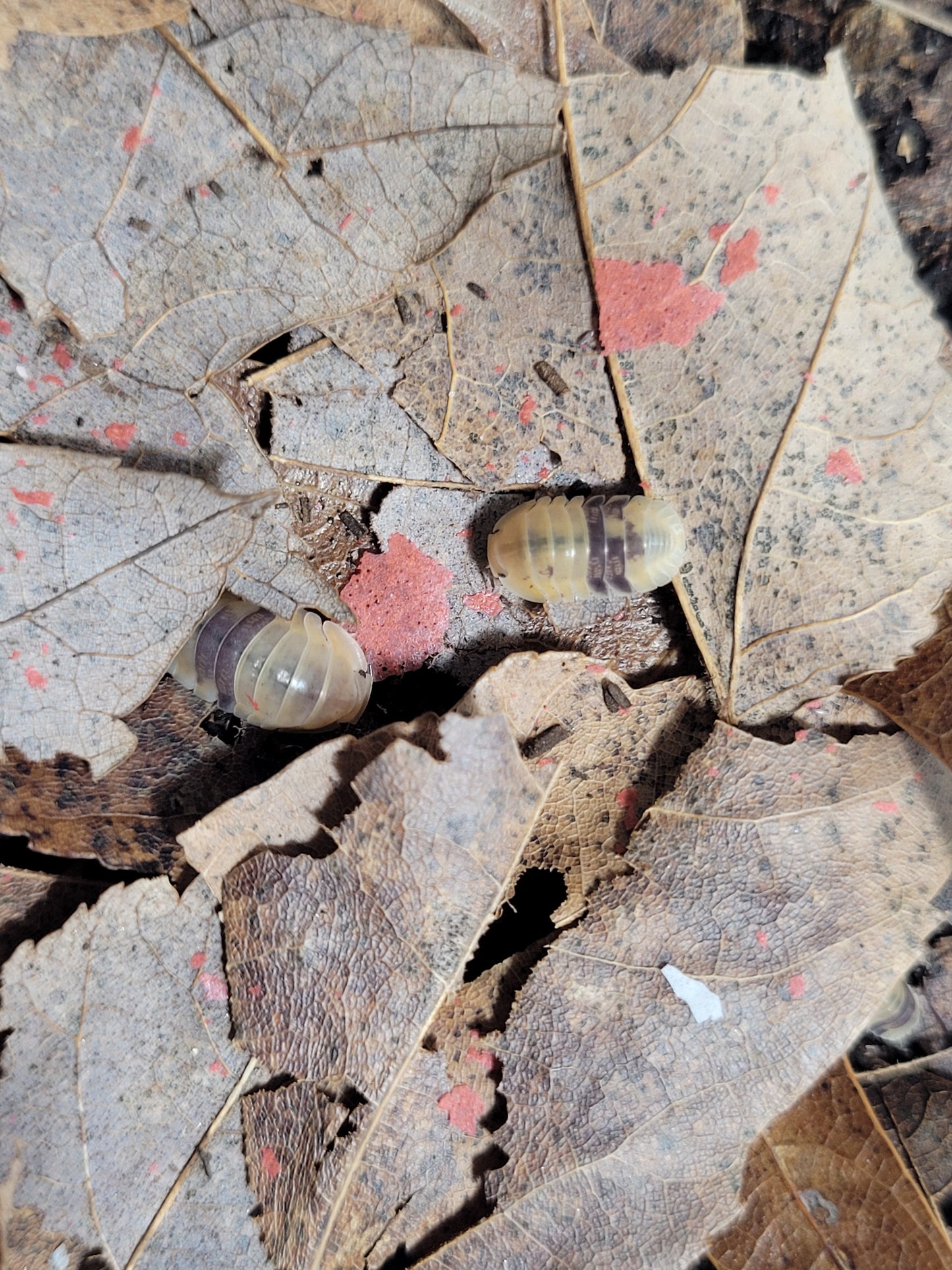 Maple Leaf Litter (1 Gal.)