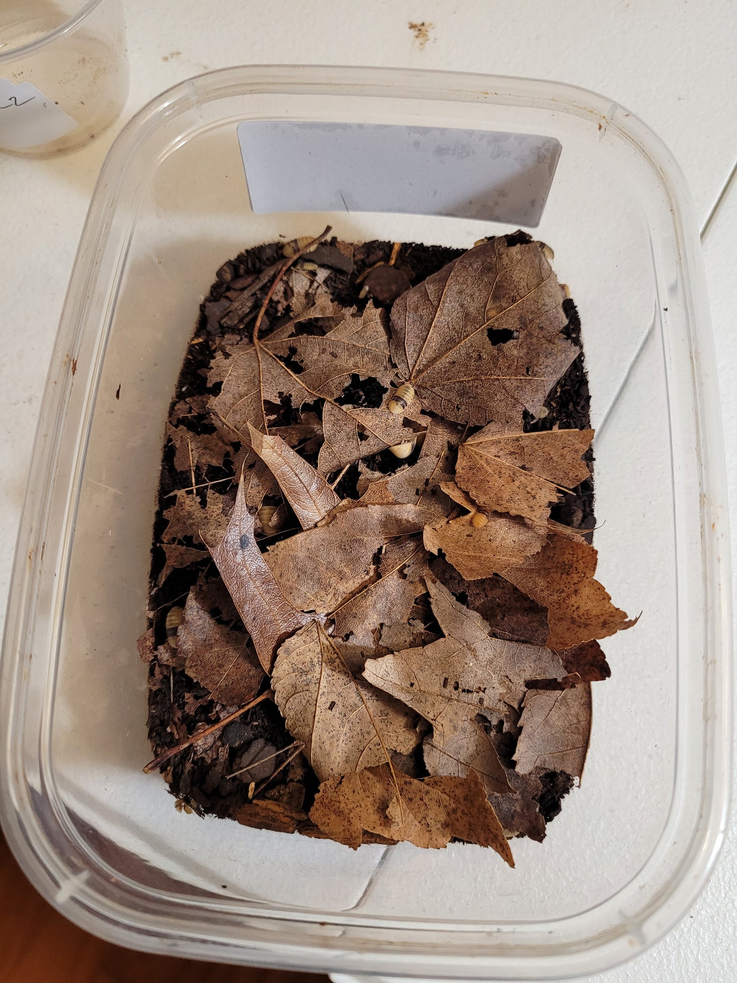 Maple Leaf Litter (1 Gal.)