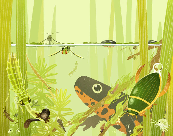 Secret pond print