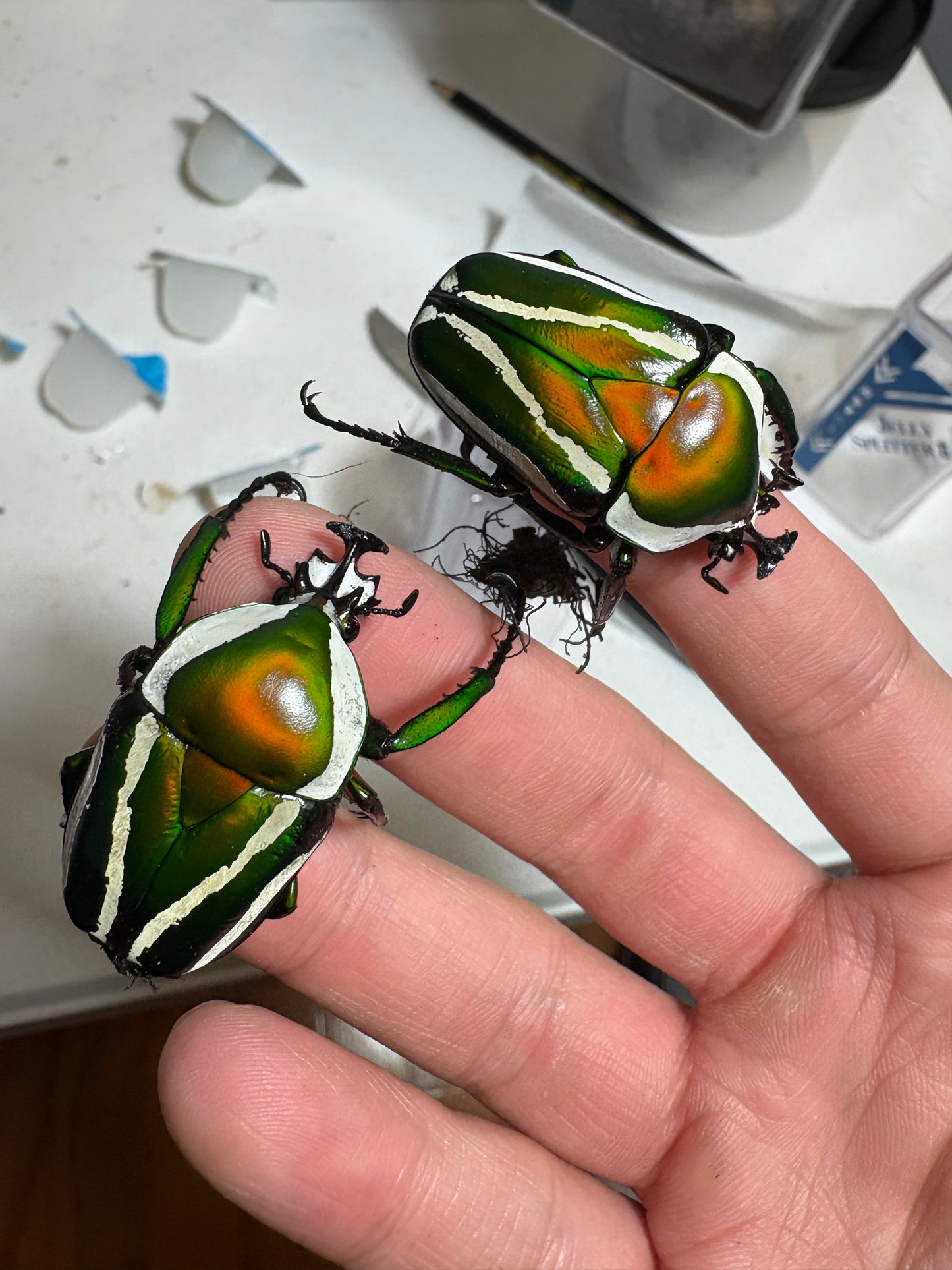 Green Derby Flower Beetle