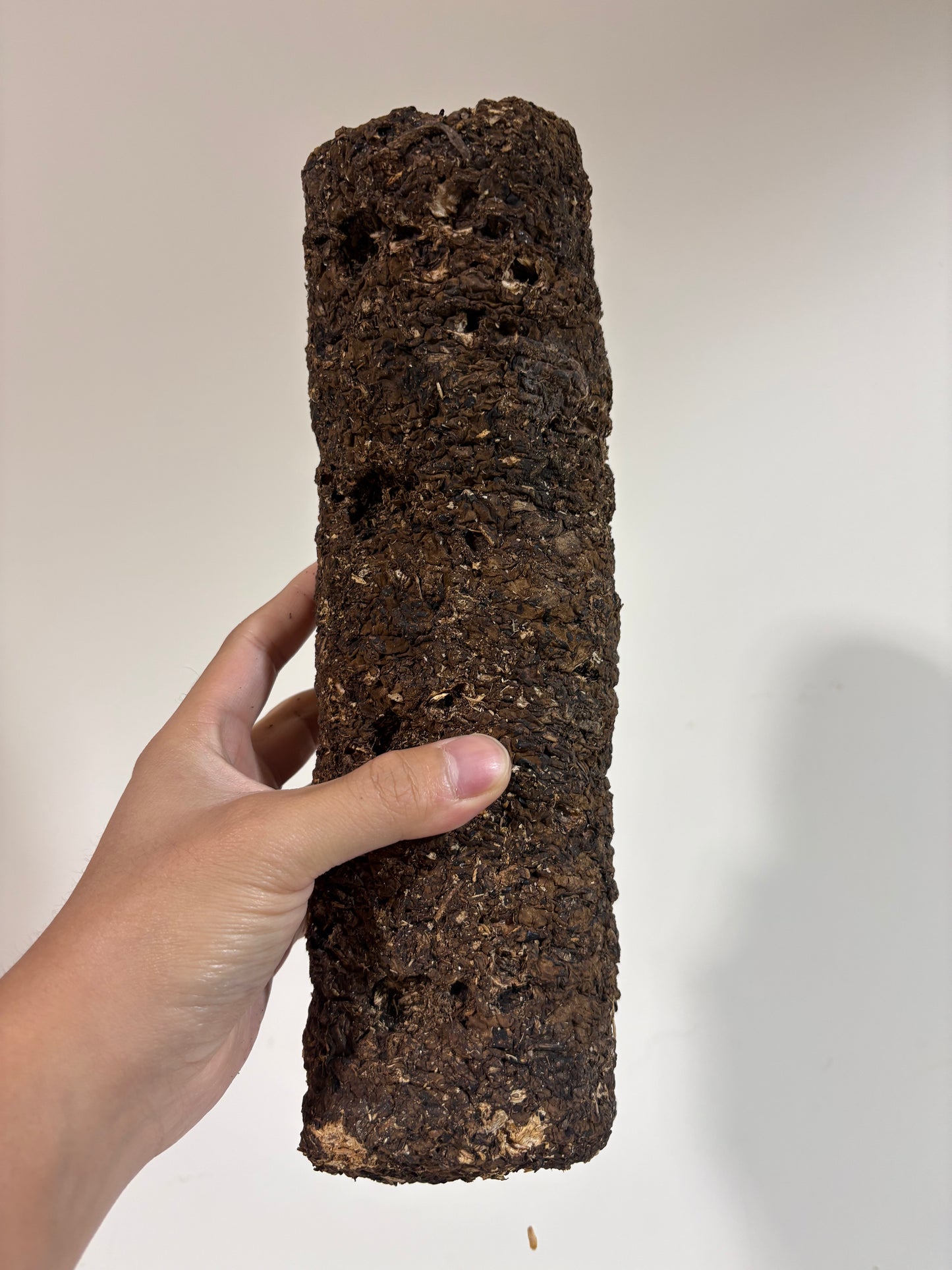 Millipede Feed Mushroom Wood