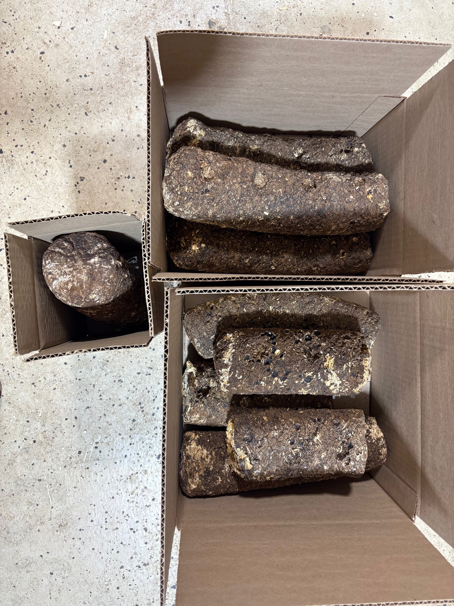 Millipede Feed Mushroom Wood