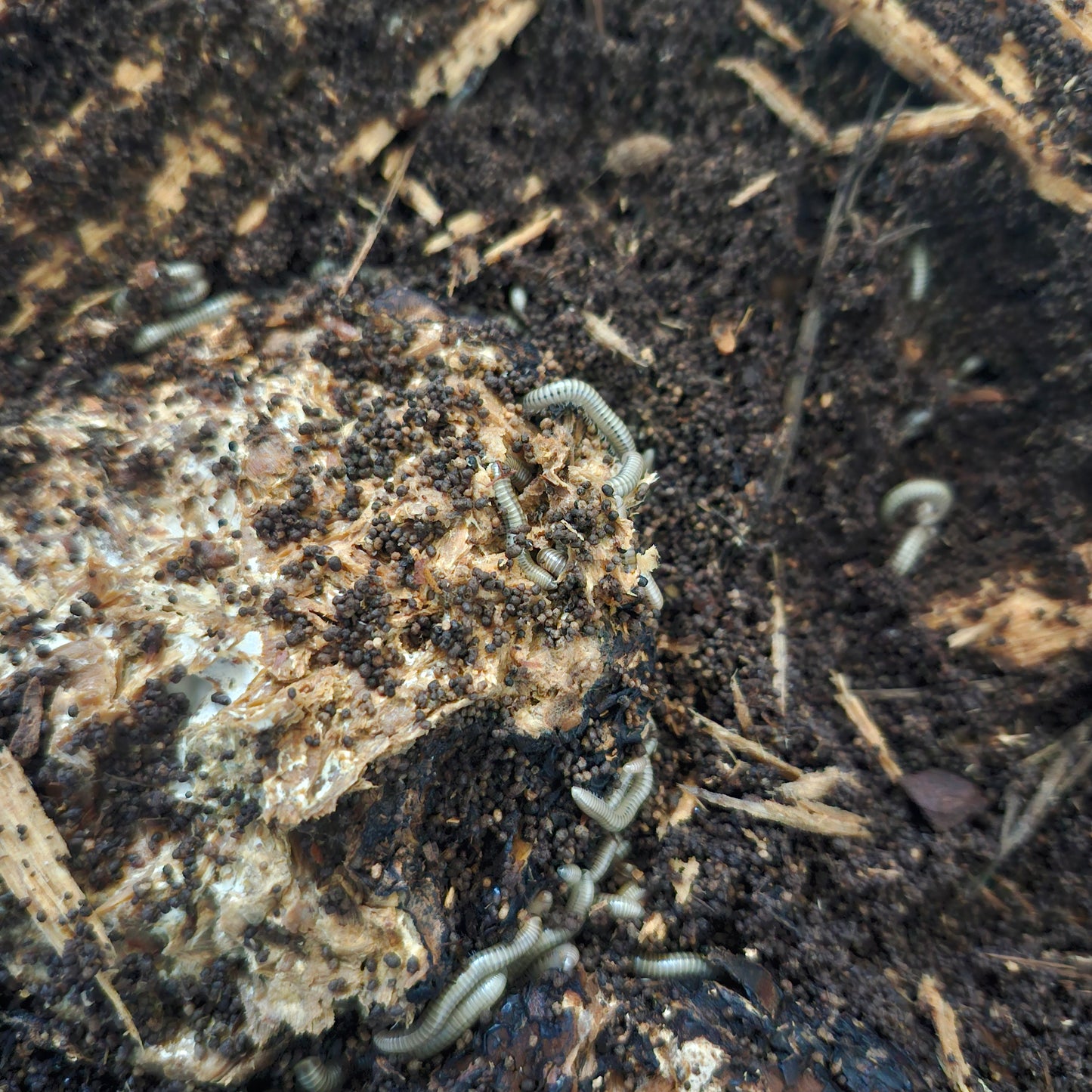 Millipede Feed Mushroom Wood