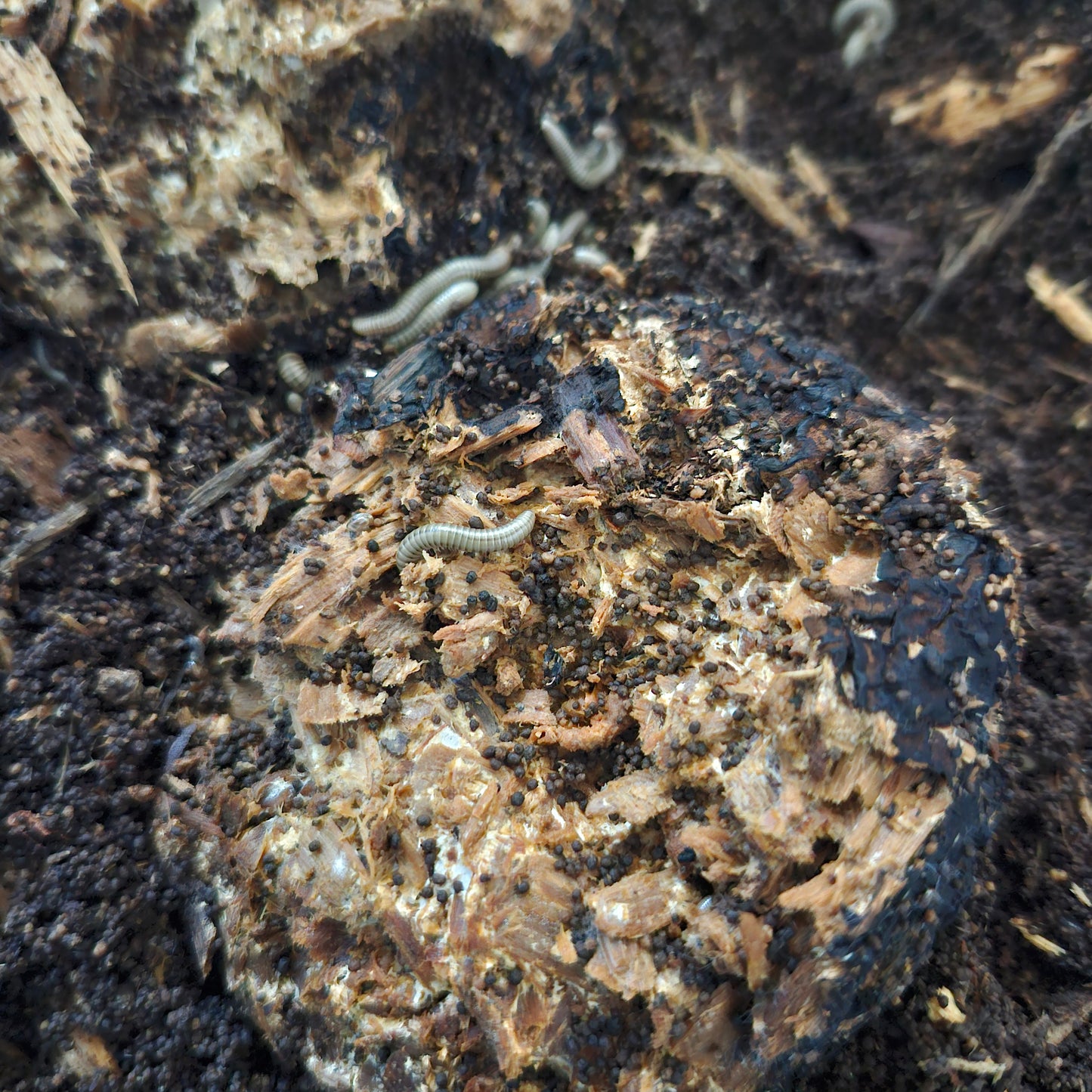 Millipede Feed Mushroom Wood