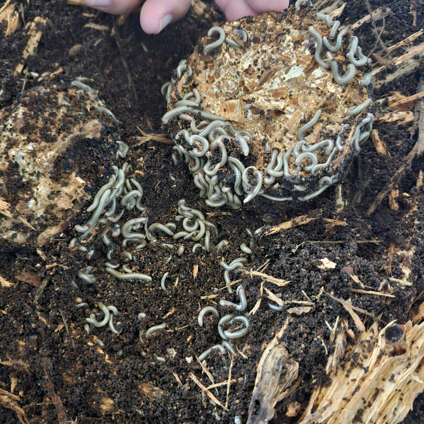 Millipede Feed Mushroom Wood