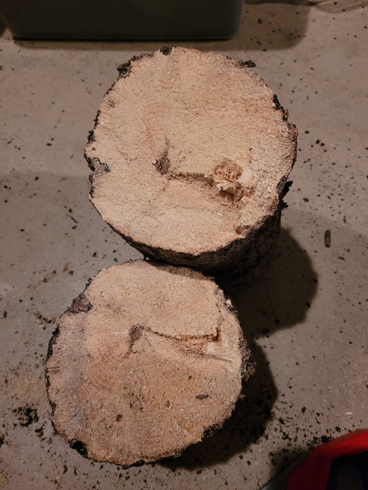 Beetle Breeding Log
