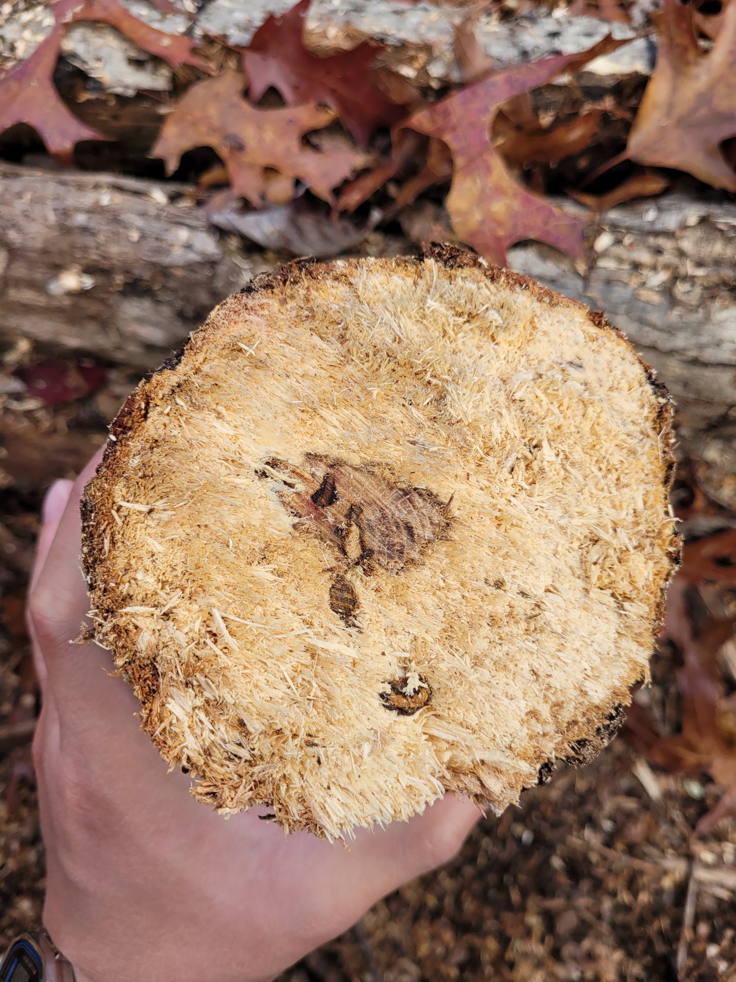 Beetle Breeding Log