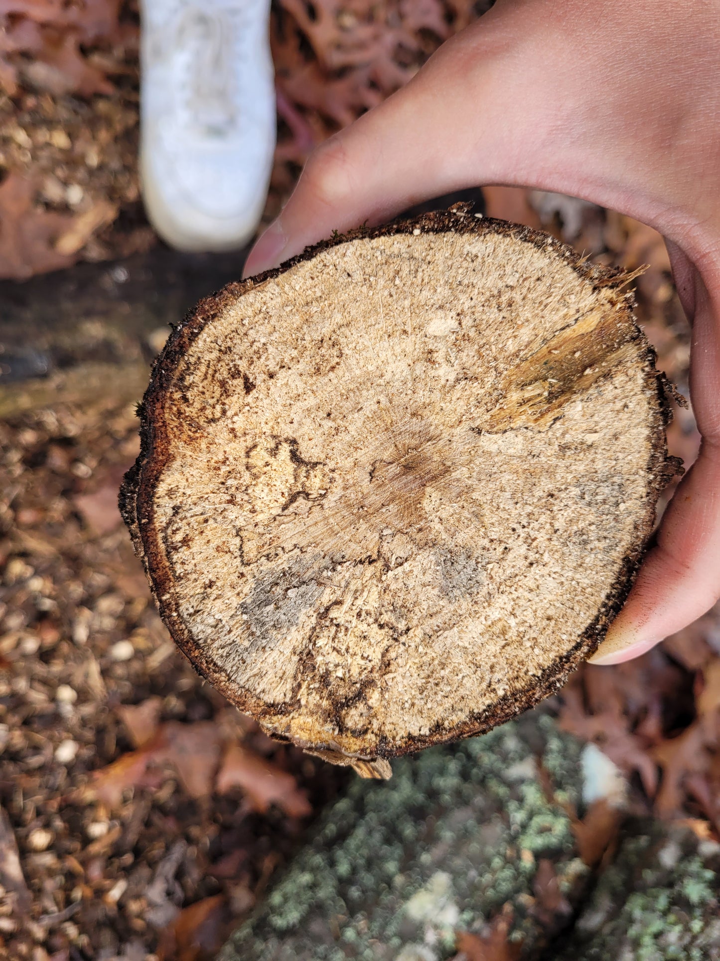 Beetle Breeding Log