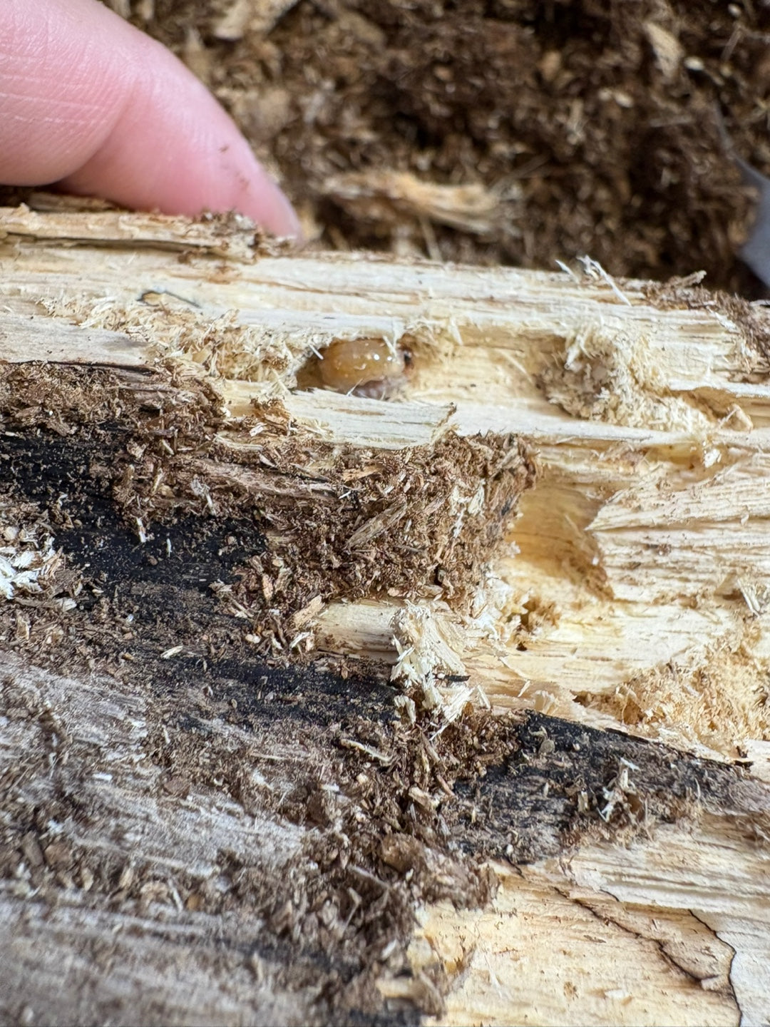 Beetle Breeding Log