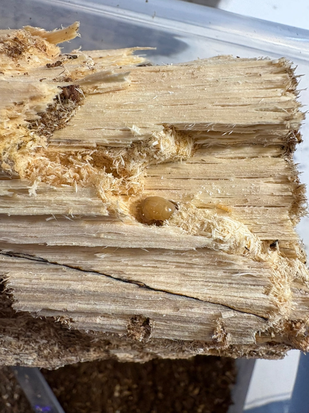 Beetle Breeding Log
