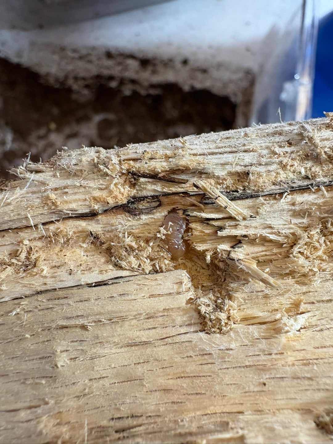 Beetle Breeding Log