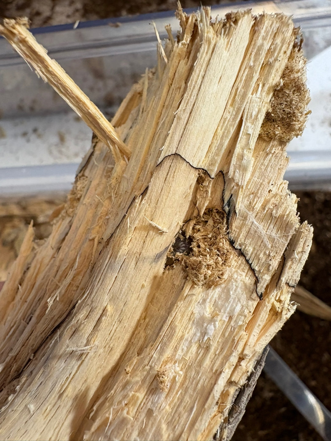 Beetle Breeding Log