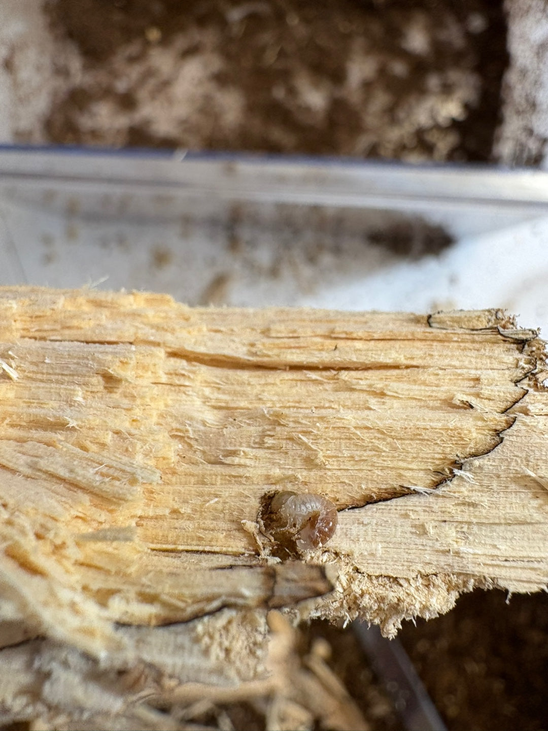 Beetle Breeding Log