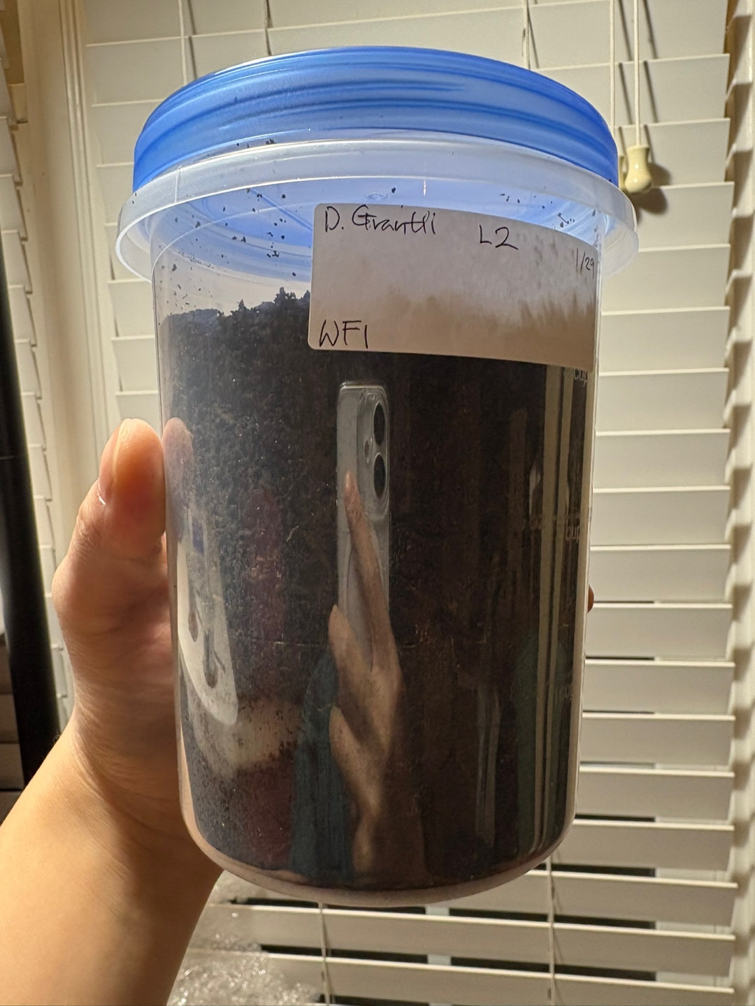 D. grantii larvae growth kit