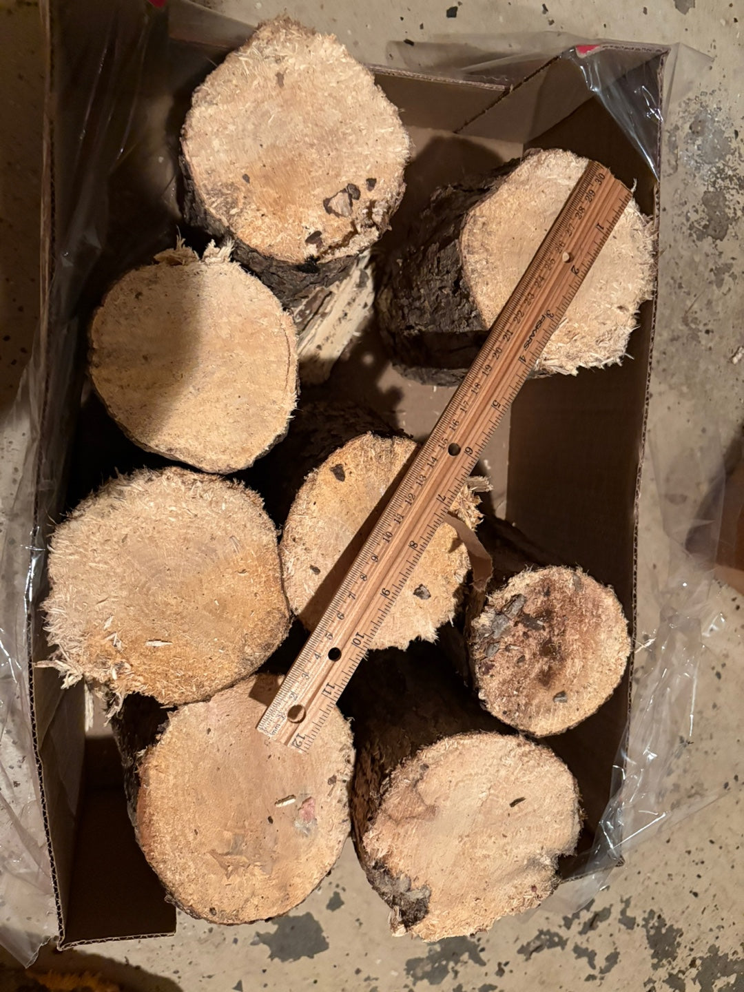 Beetle Breeding Log