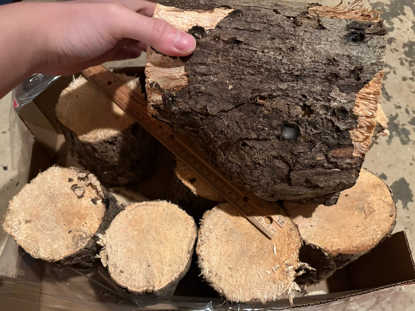 Beetle Breeding Log