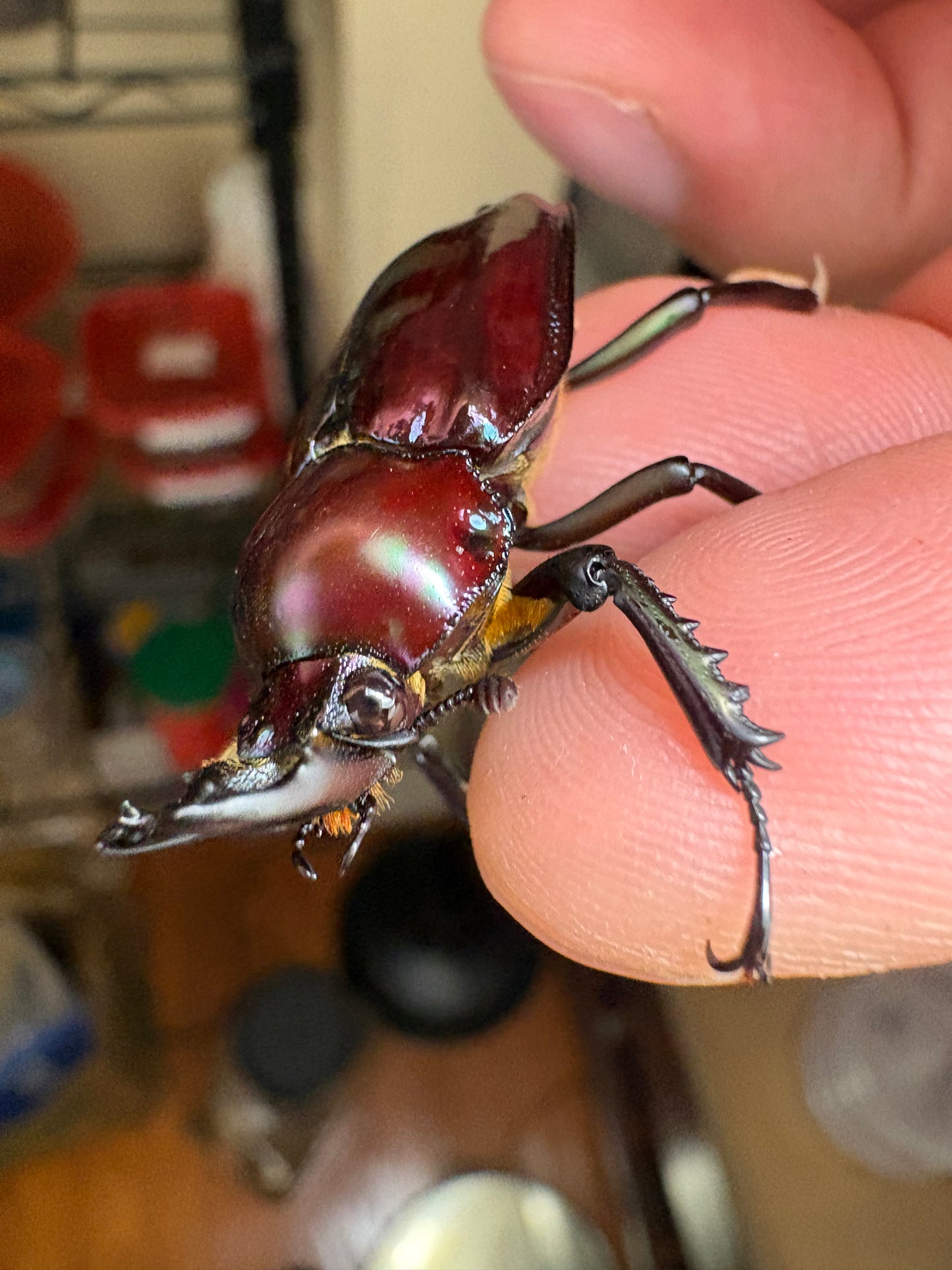 rainbow stag beetle (purple)