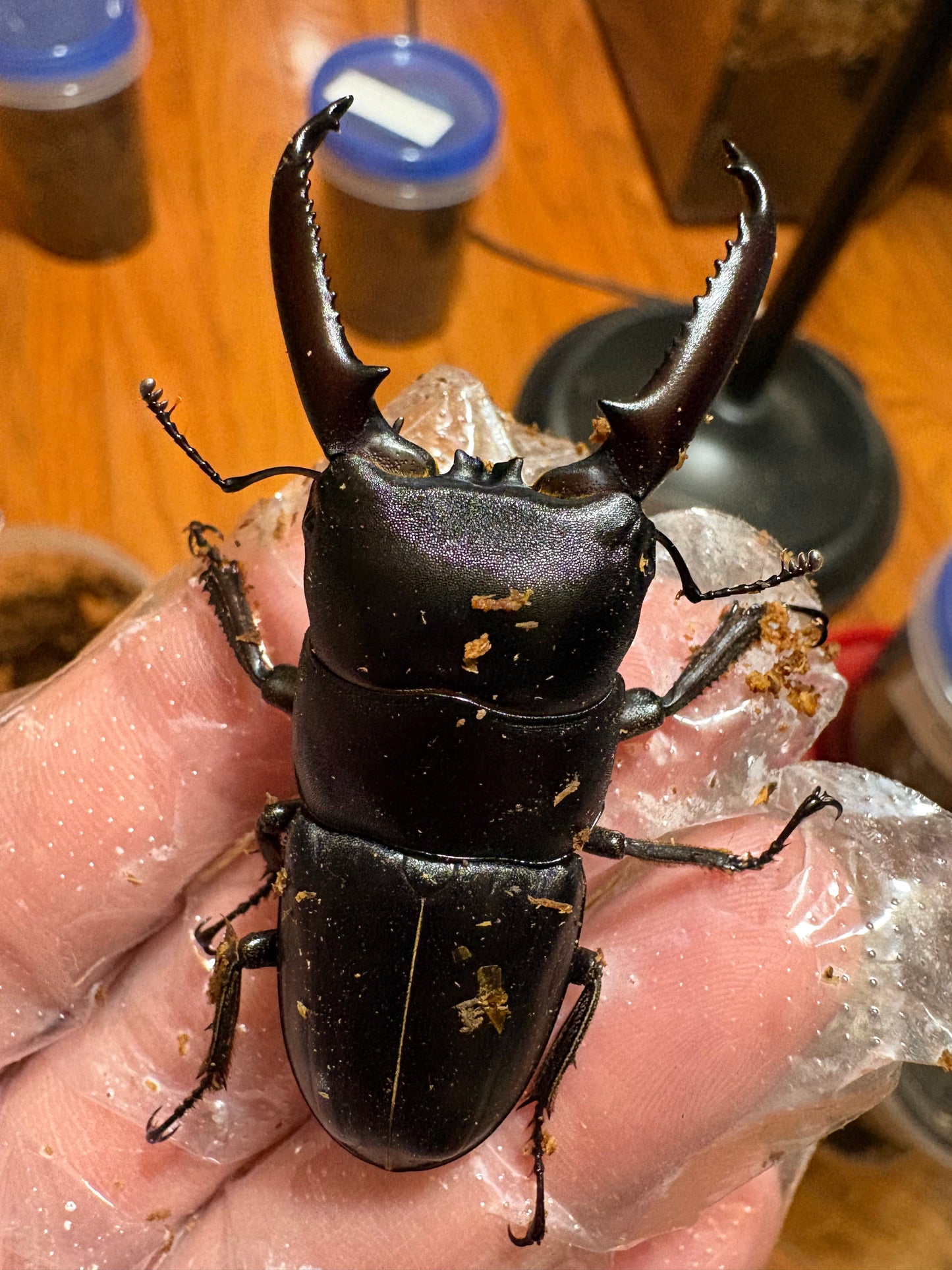 Dorcus titanus castanicolor