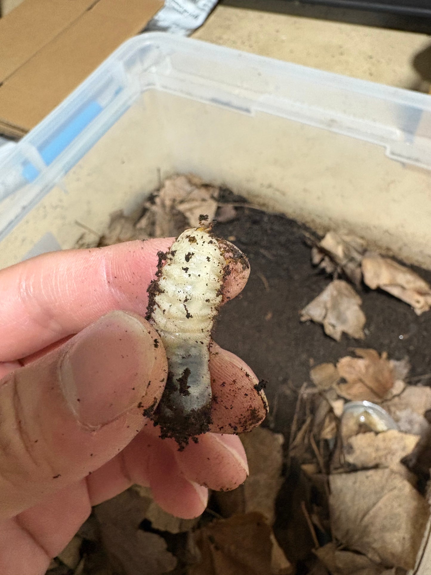 G. thula larvae ct. 5