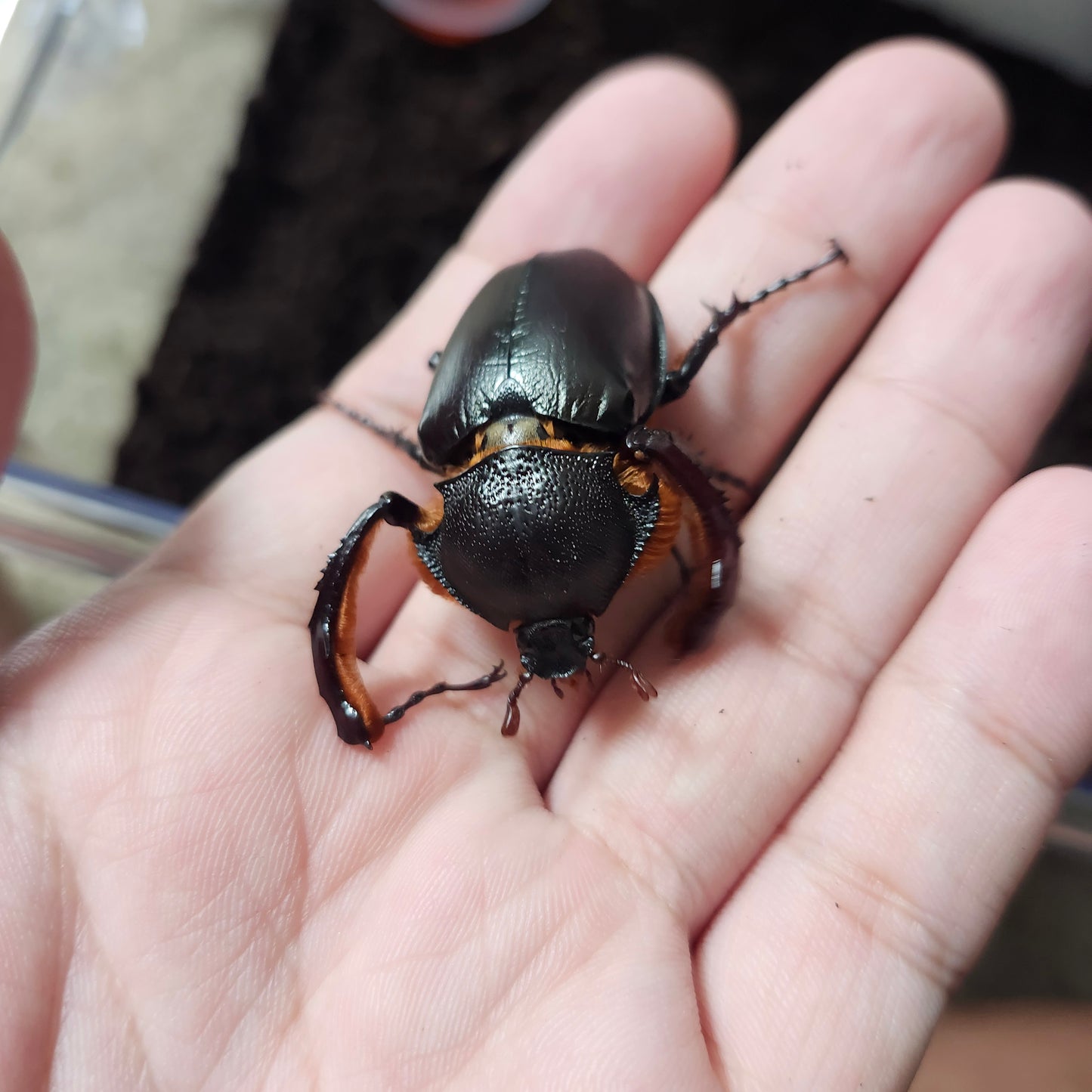 Propomacrus bimucronatus