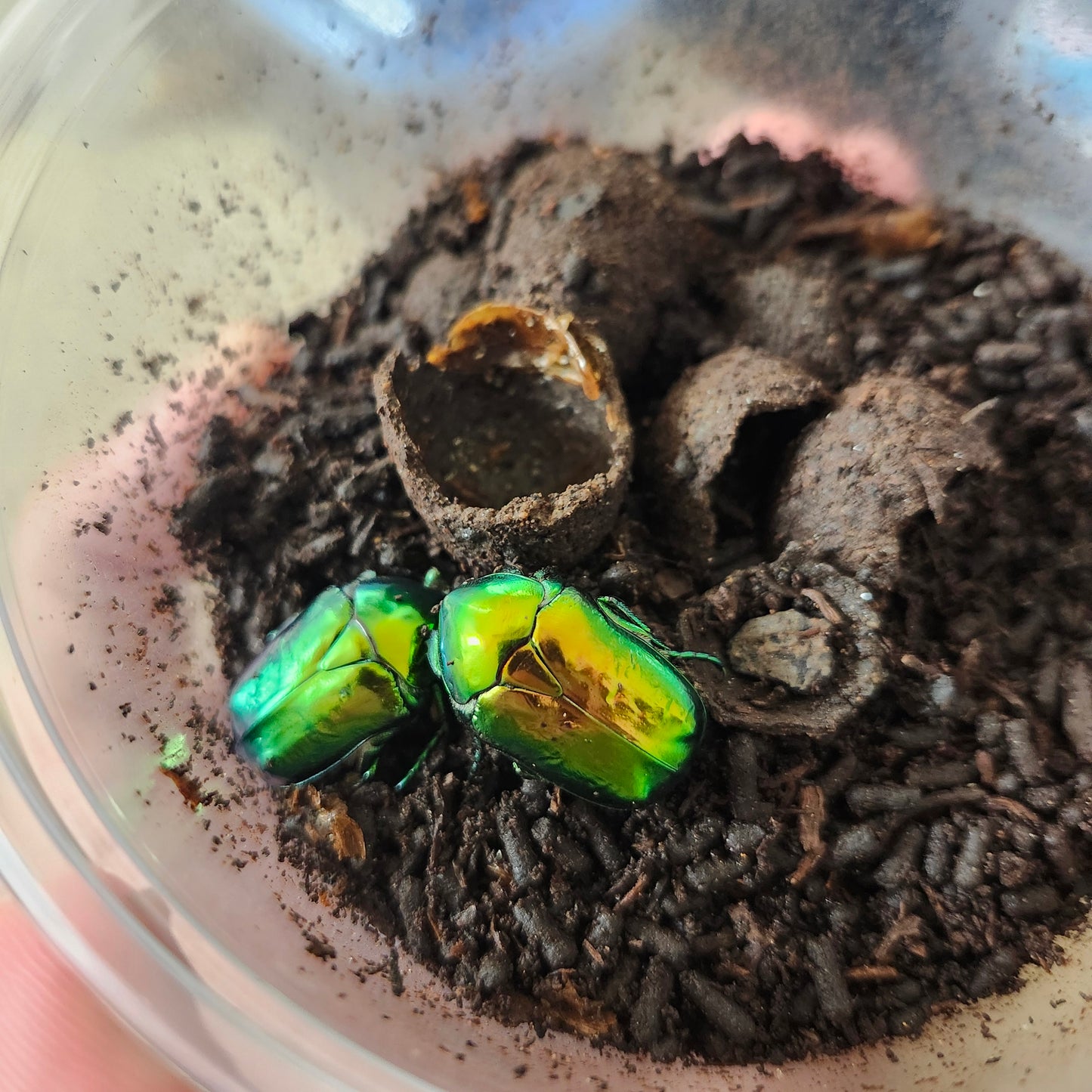 Protaetia speciosissima larvae