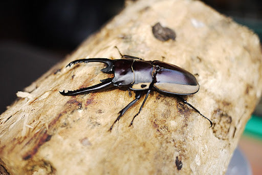 Bison Sawtooth Beetle