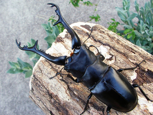 Prosopocoilus giraffa keisukei