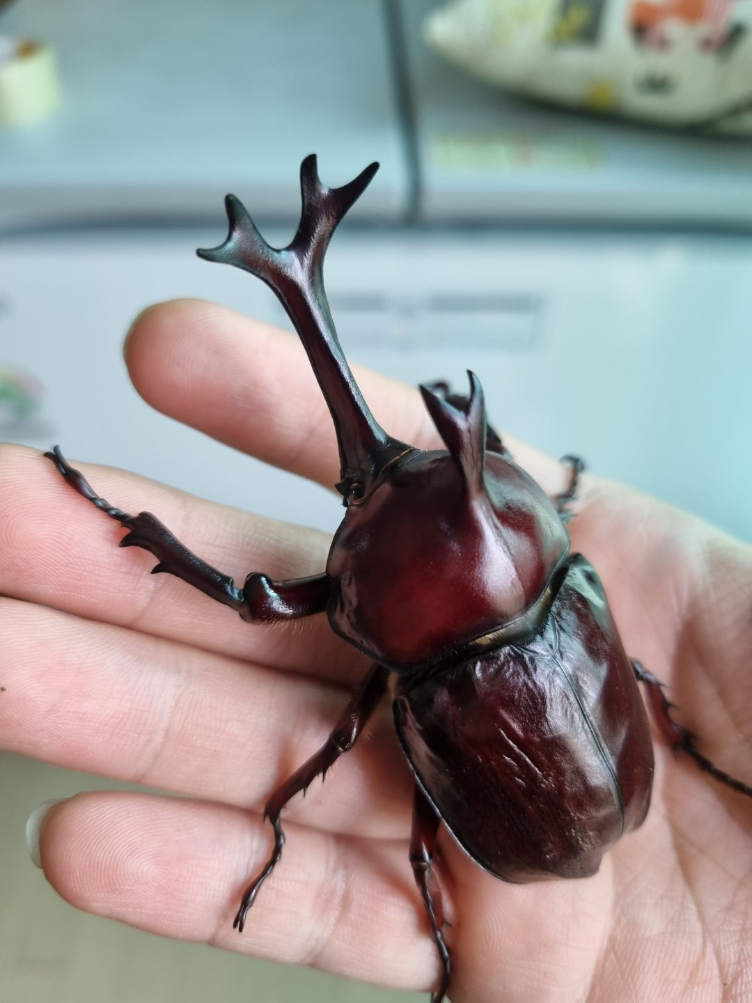 Trypoxylus dichotomus septentrionalis
