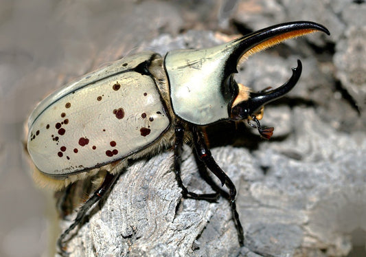 Dynastes grantii larvae
