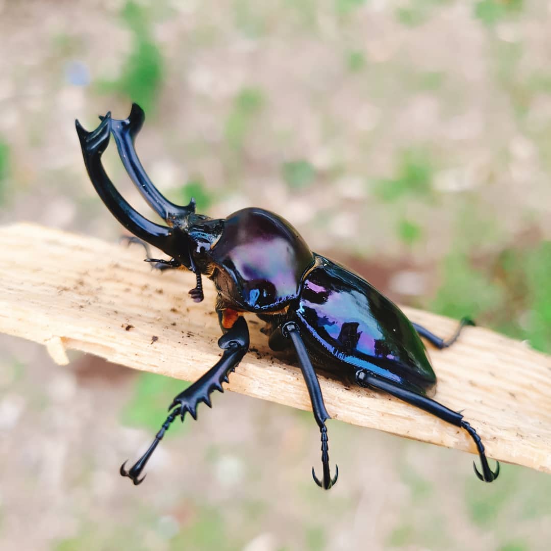 Phalacrognathus muelleri purple larvae