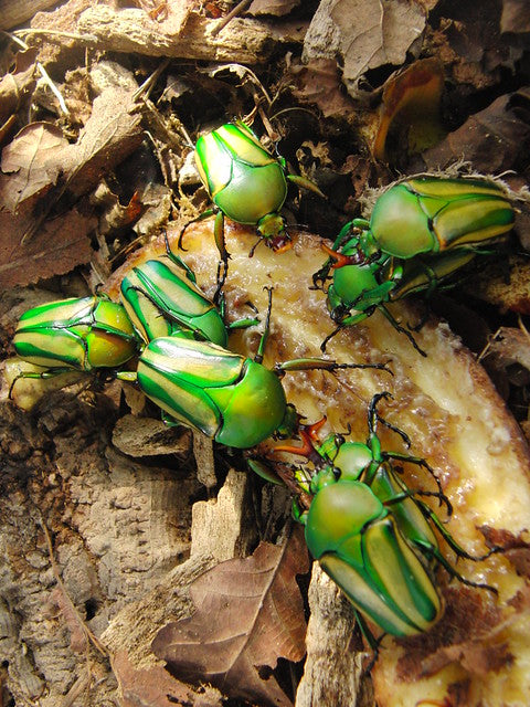 Eudicella schultzeorum pseudowoermanni