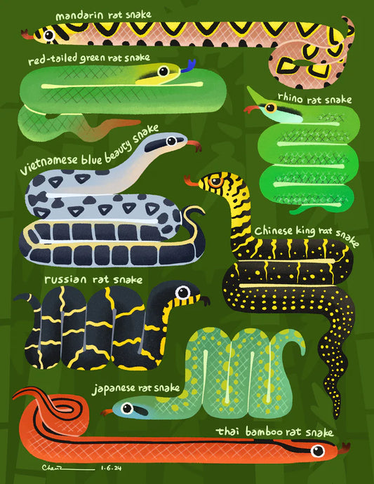 Asian rat snakes print