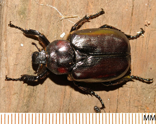 Osmoderma subplanata 5 ct.