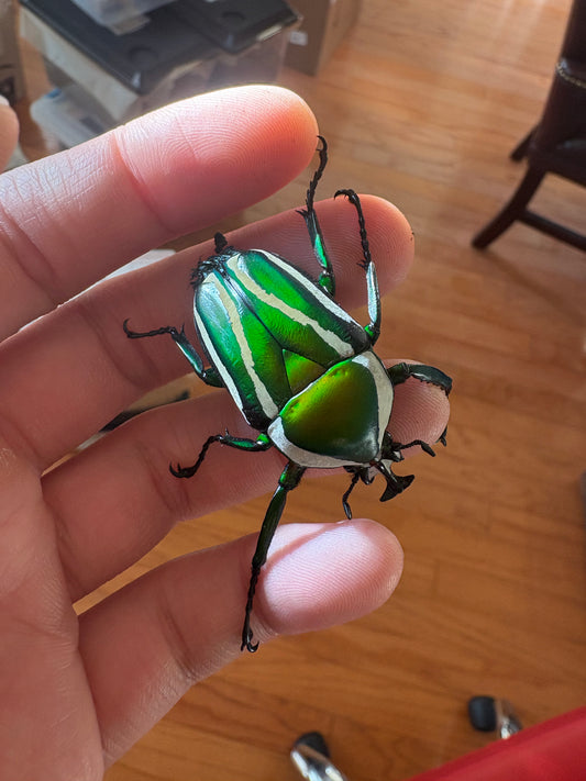 Green Derby Flower Beetle
