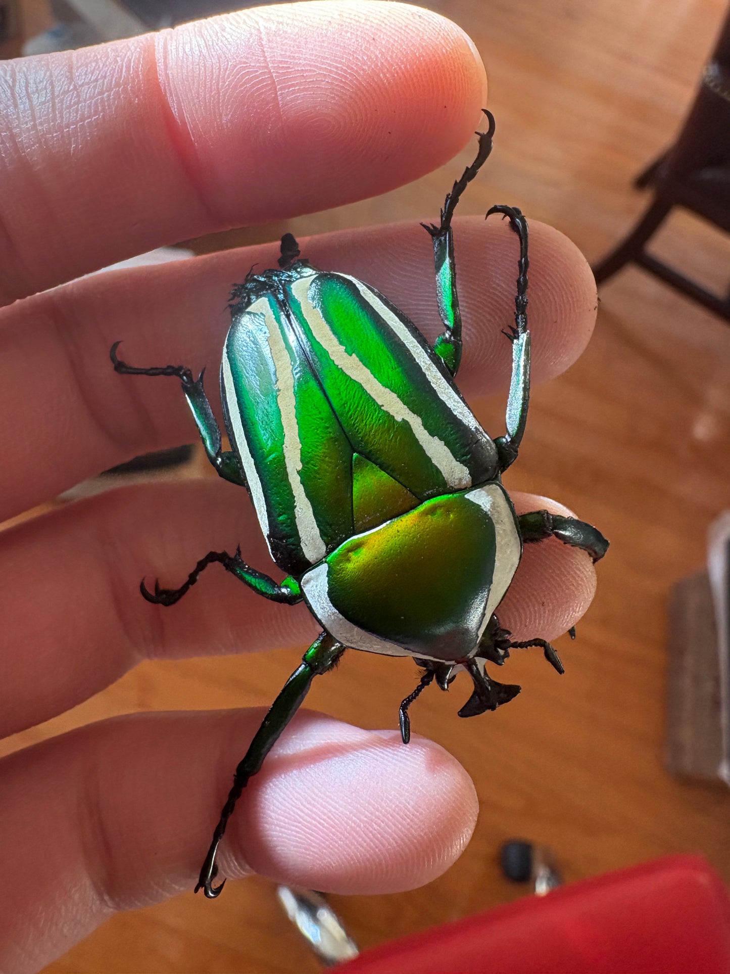 Green Derby Flower Beetle