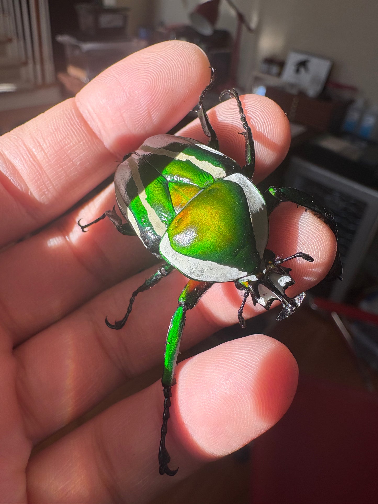 Green Derby Flower Beetle