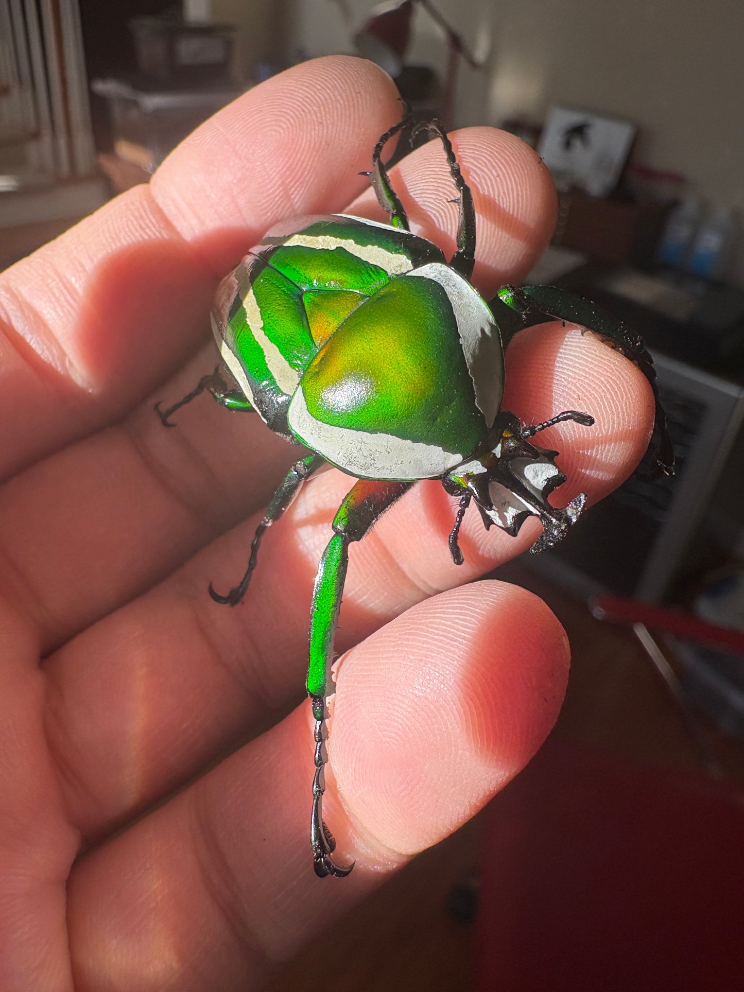 Green Derby Flower Beetle