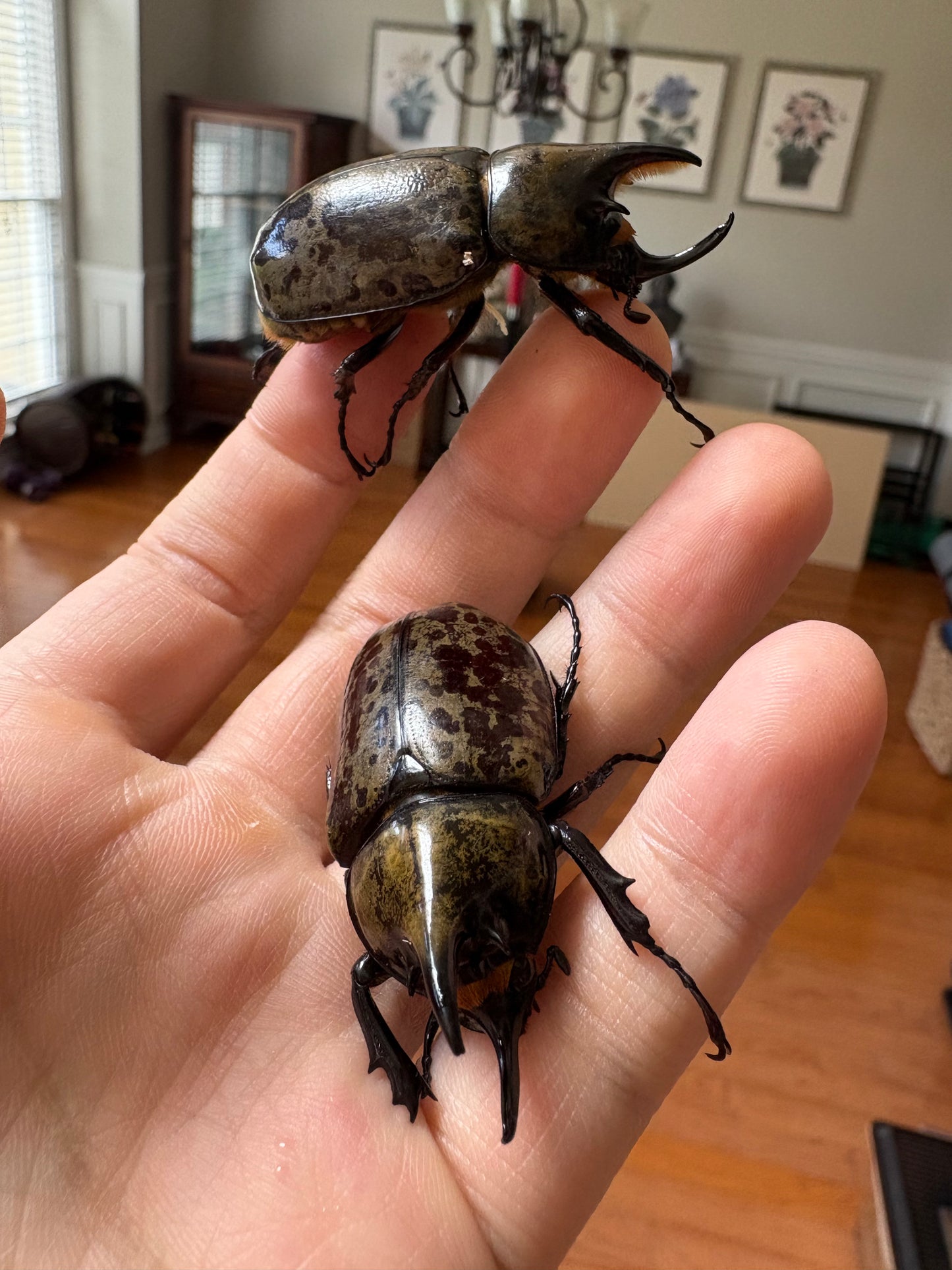 Dynastes tityus larvae