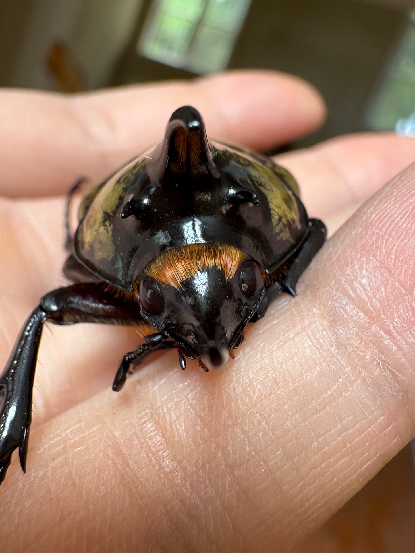 Dynastes tityus larvae