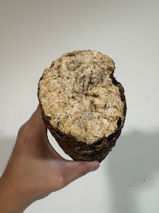 Millipede Feed Mushroom Wood