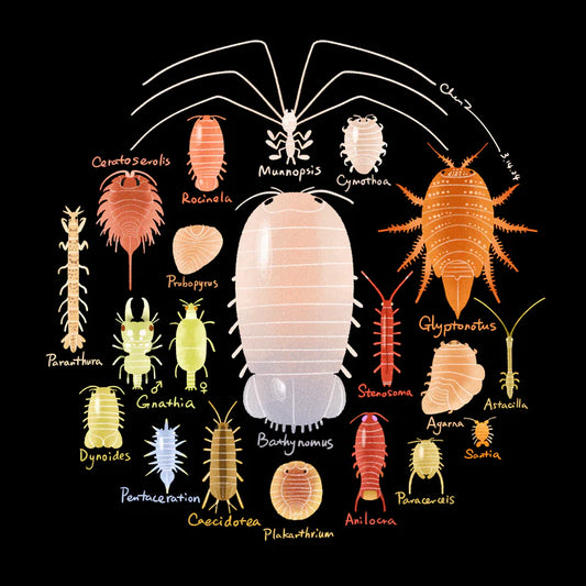 Aquatic isopods print