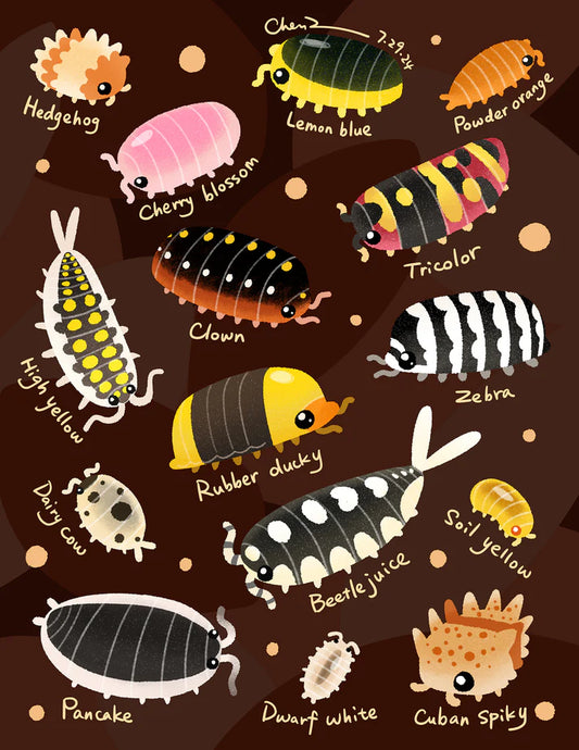 Isopods print