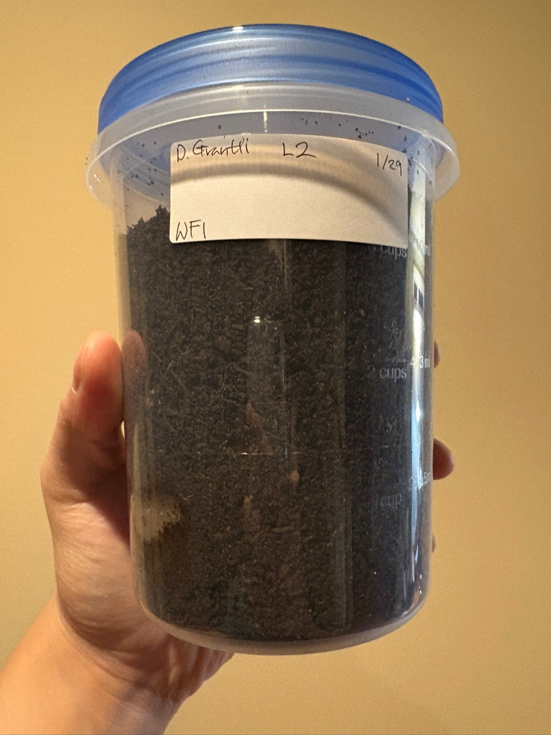D. grantii larvae growth kit