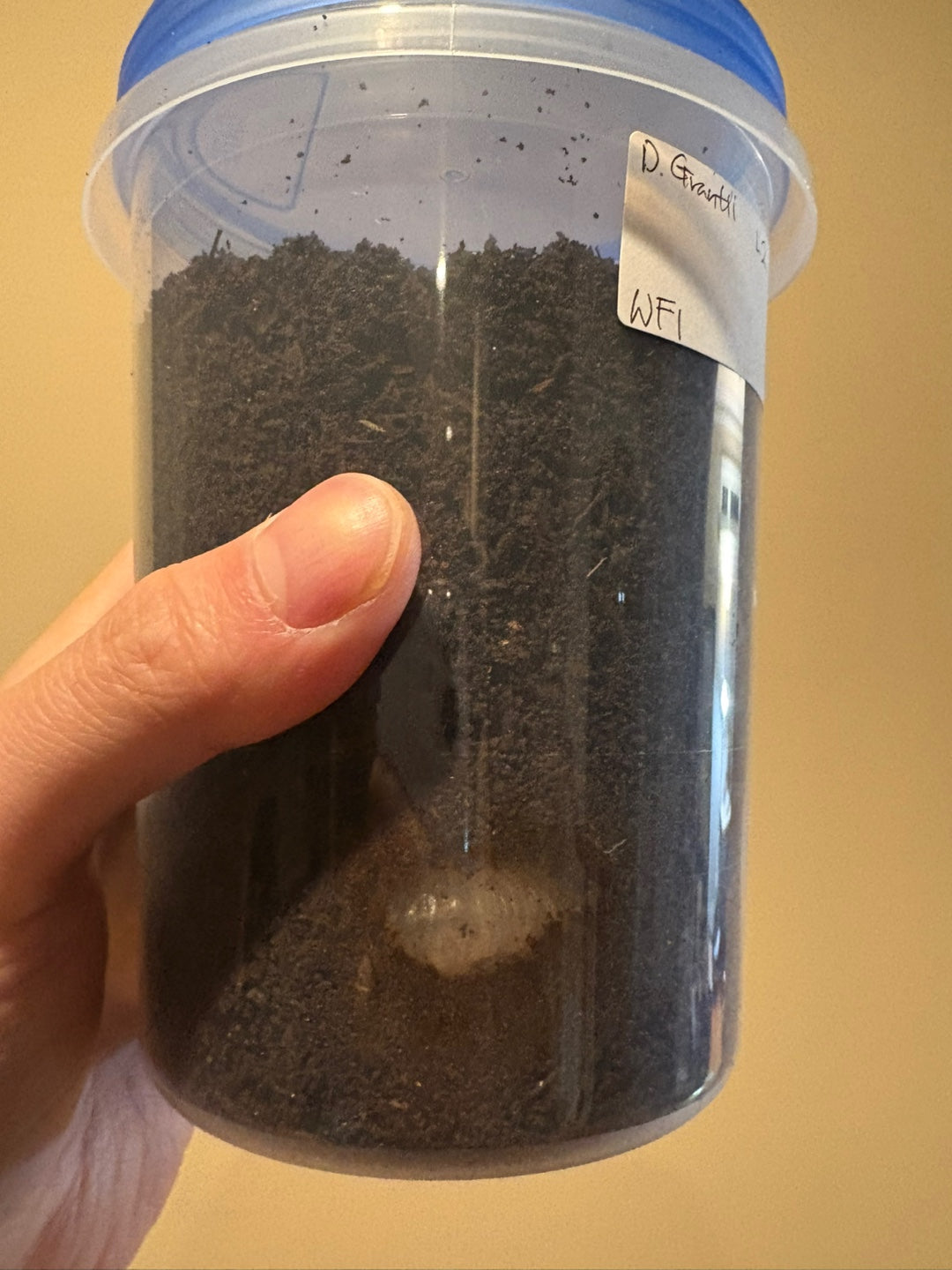 D. grantii larvae growth kit