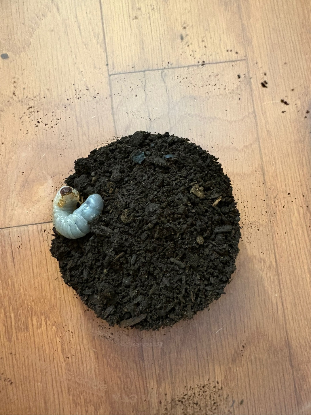 D. grantii larvae growth kit