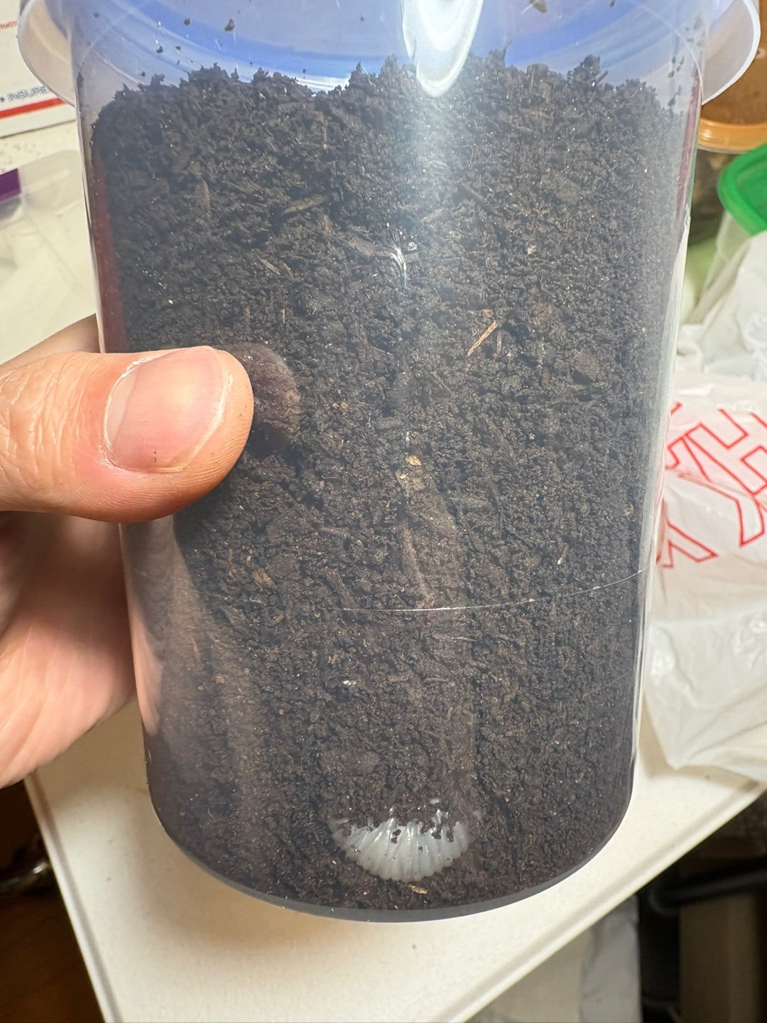D. grantii larvae growth kit