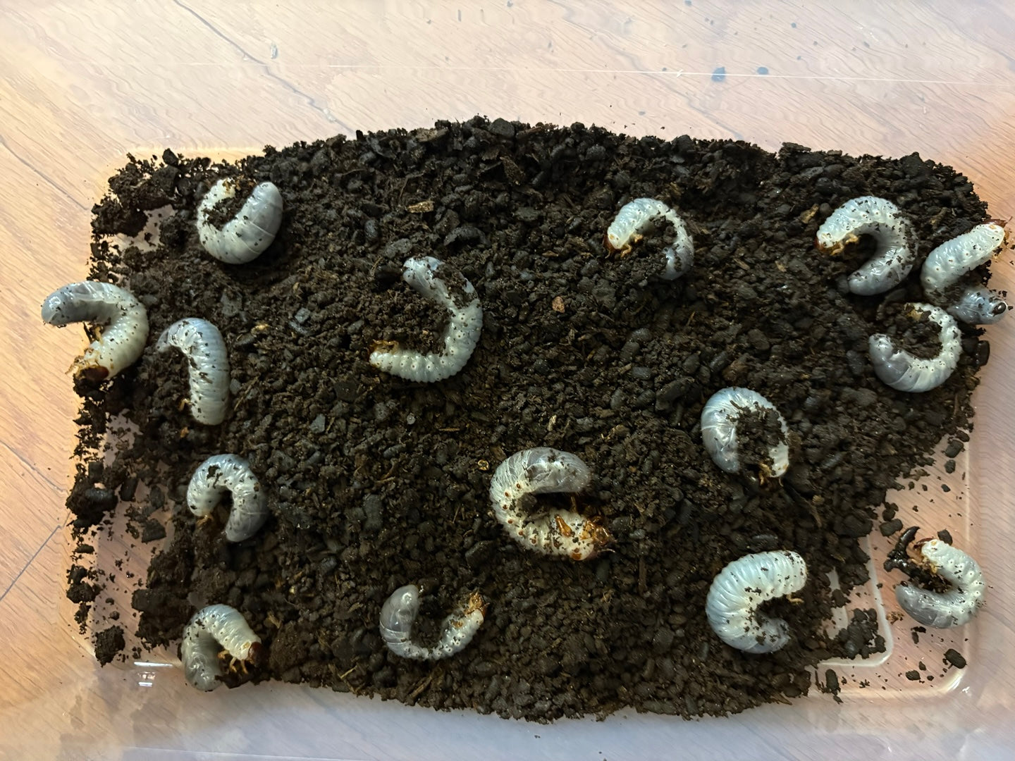 D. grantii larvae growth kit
