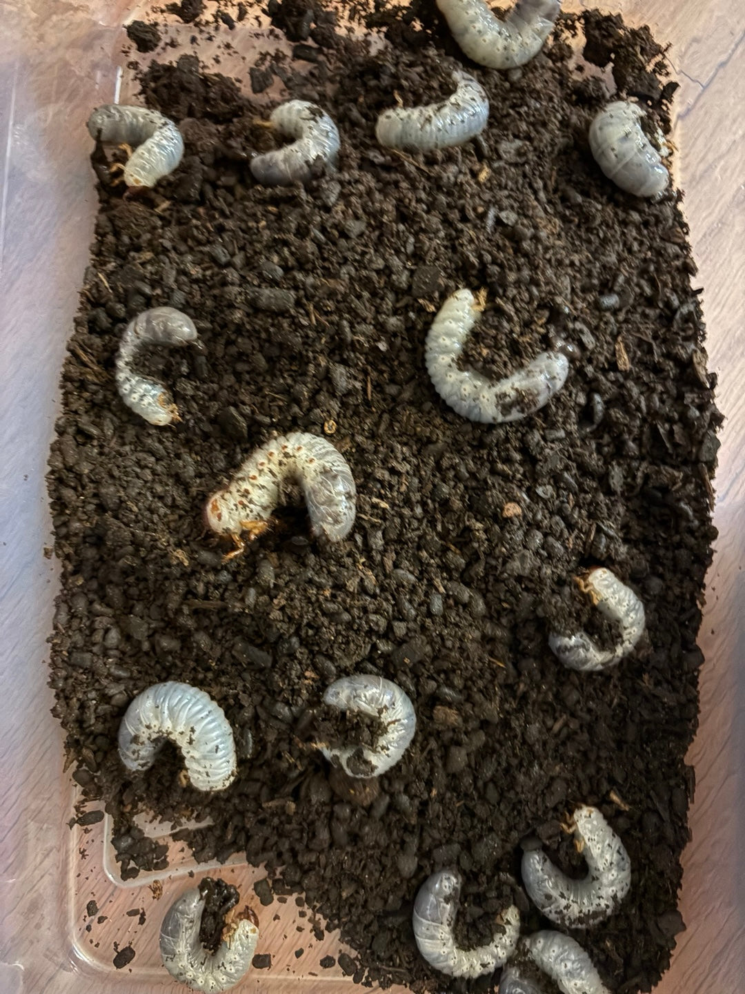 D. grantii larvae growth kit